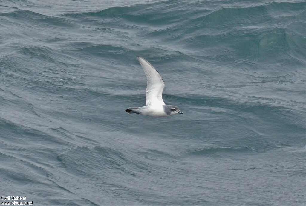 Antarctic Prionadult, identification, Flight