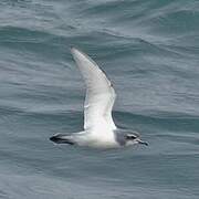 Antarctic Prion