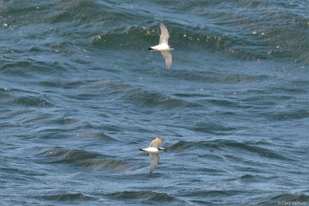 Antarctic Prionadult, aspect, Flight