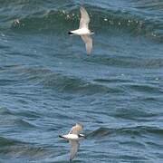 Antarctic Prion