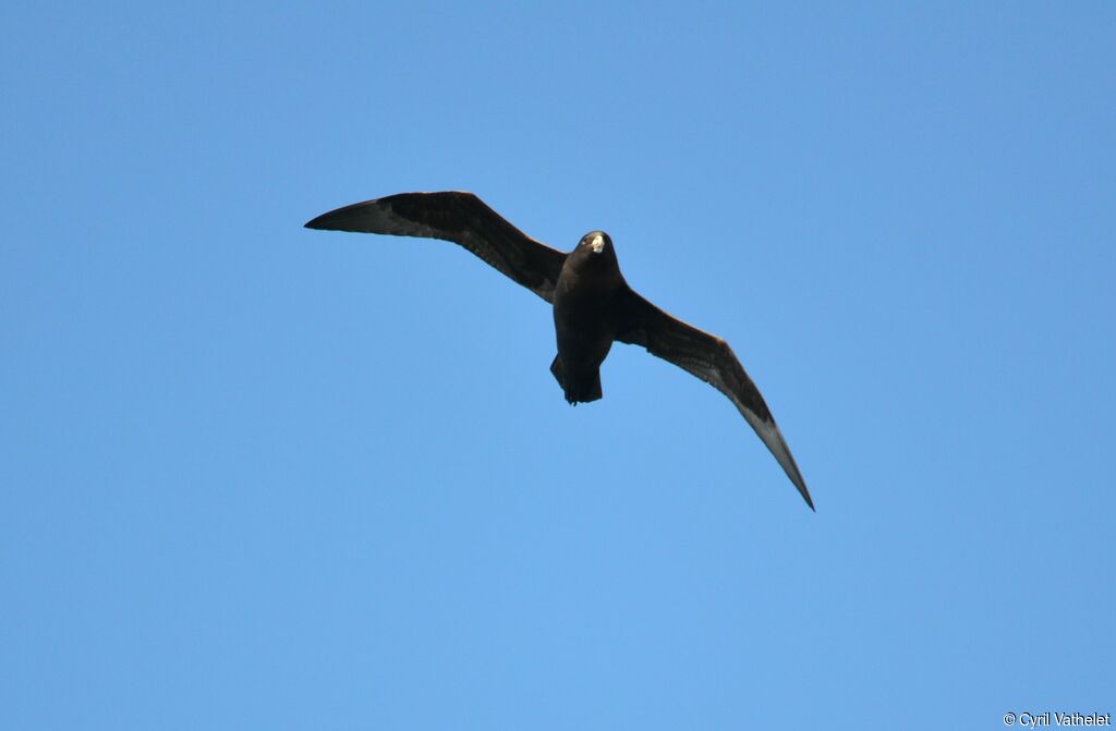 White-chinned Petrel, identification, aspect, Flight