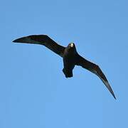 White-chinned Petrel