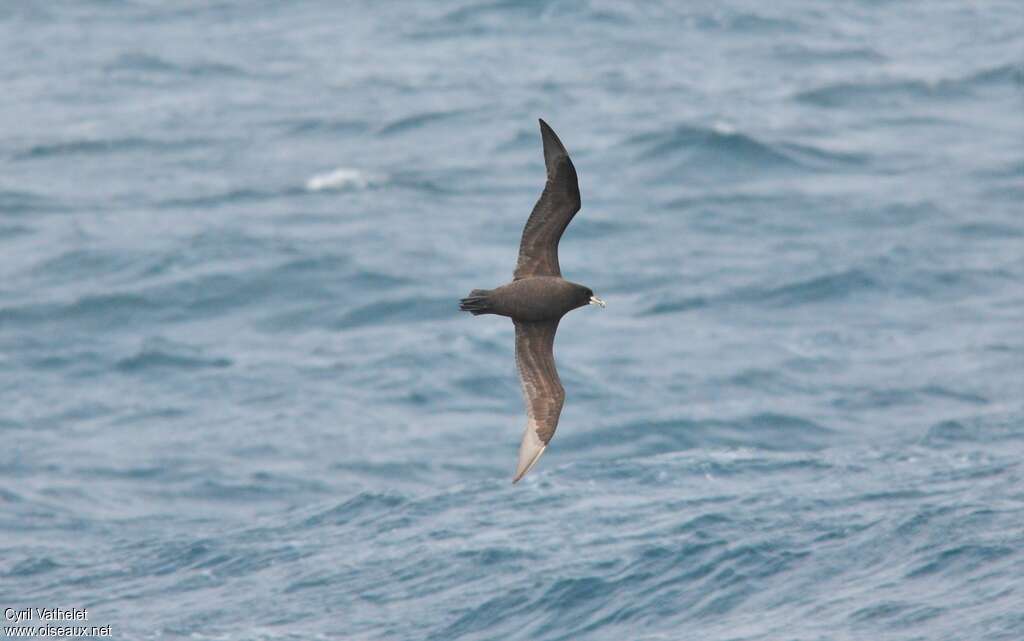 White-chinned Petrel, habitat