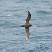 White-chinned Petrel