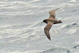 White-chinned Petrel