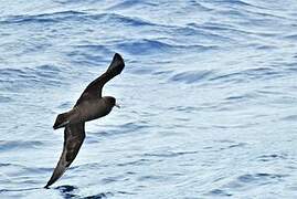 White-chinned Petrel