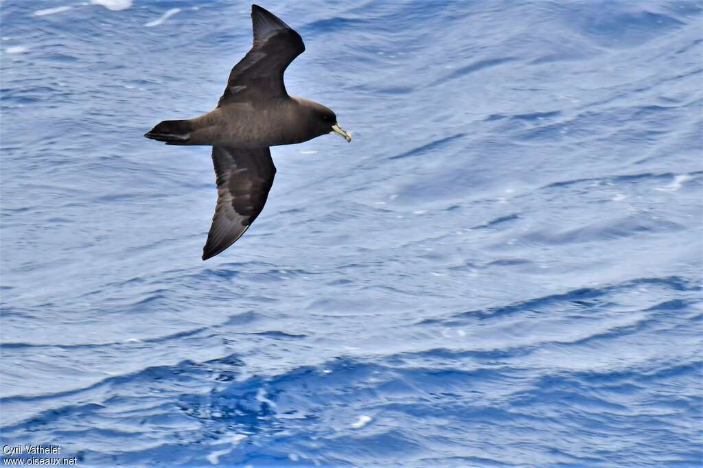 White-chinned Petreladult, pigmentation, Flight