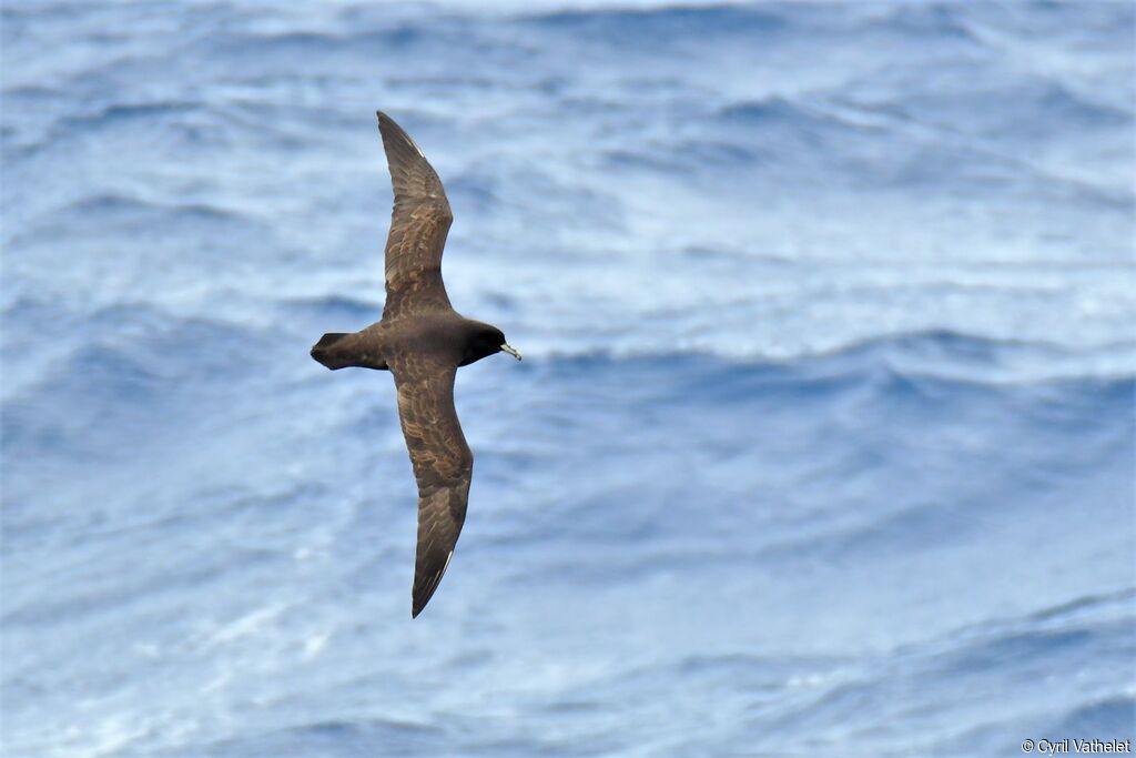 White-chinned Petrel