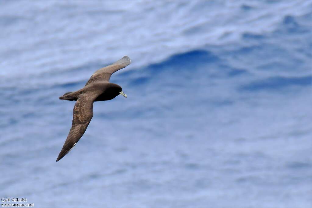 White-chinned Petreladult, Flight