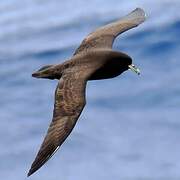 White-chinned Petrel