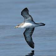 Cory's Shearwater