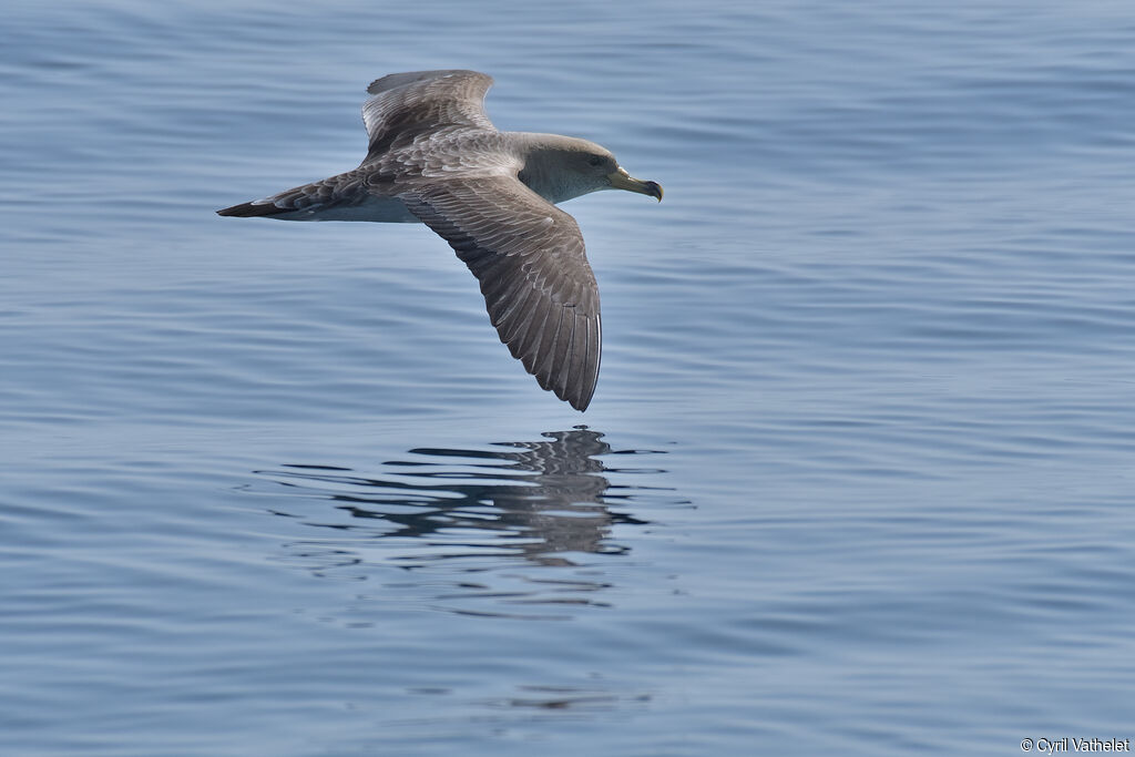 Scopoli's Shearwateradult, aspect, pigmentation, Flight