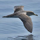 Puffin de Scopoli