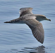 Scopoli's Shearwater