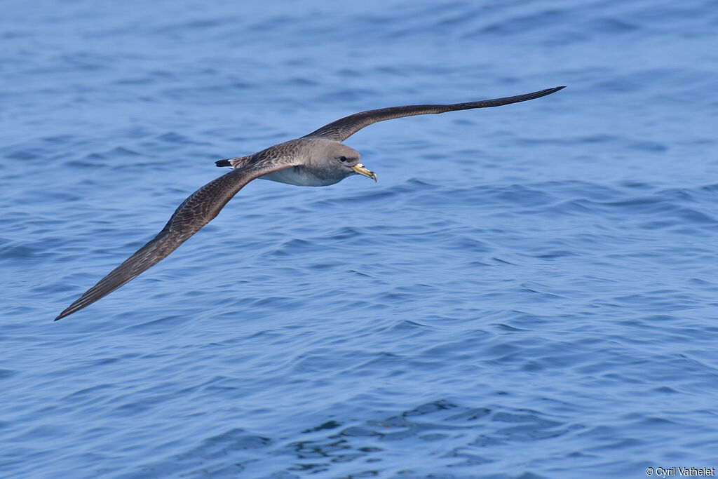 Scopoli's Shearwateradult, aspect, pigmentation, Flight