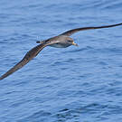 Puffin de Scopoli