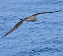 Scopoli's Shearwater