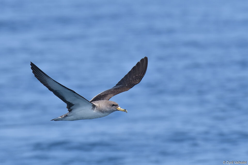 Scopoli's Shearwateradult, aspect, pigmentation, Flight