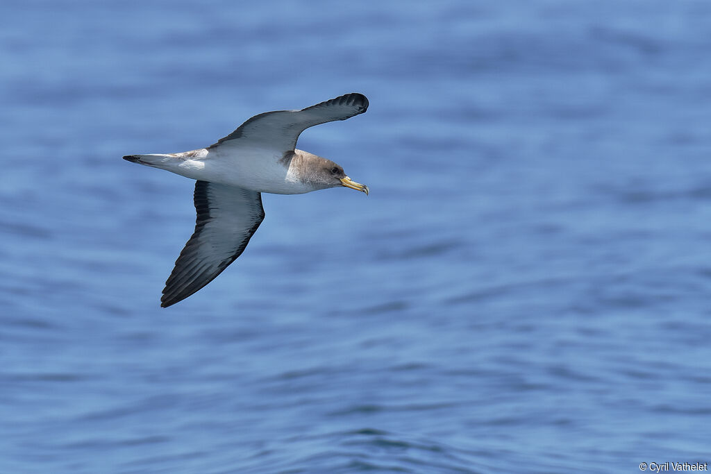 Scopoli's Shearwateradult, aspect, pigmentation, Flight