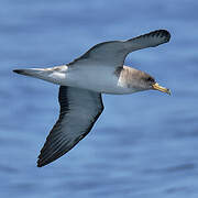 Scopoli's Shearwater