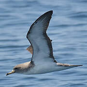 Scopoli's Shearwater