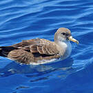Puffin de Scopoli