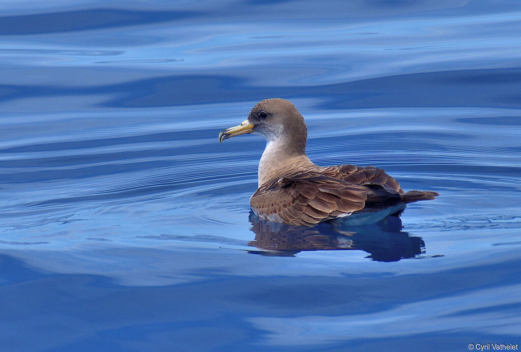 Puffin de Scopoli