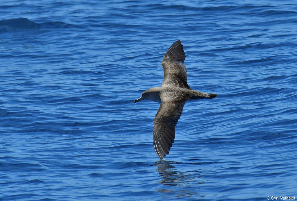Puffin de Scopoli