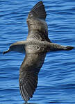 Puffin de Scopoli