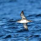 Puffin des Baléares