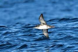 Balearic Shearwater