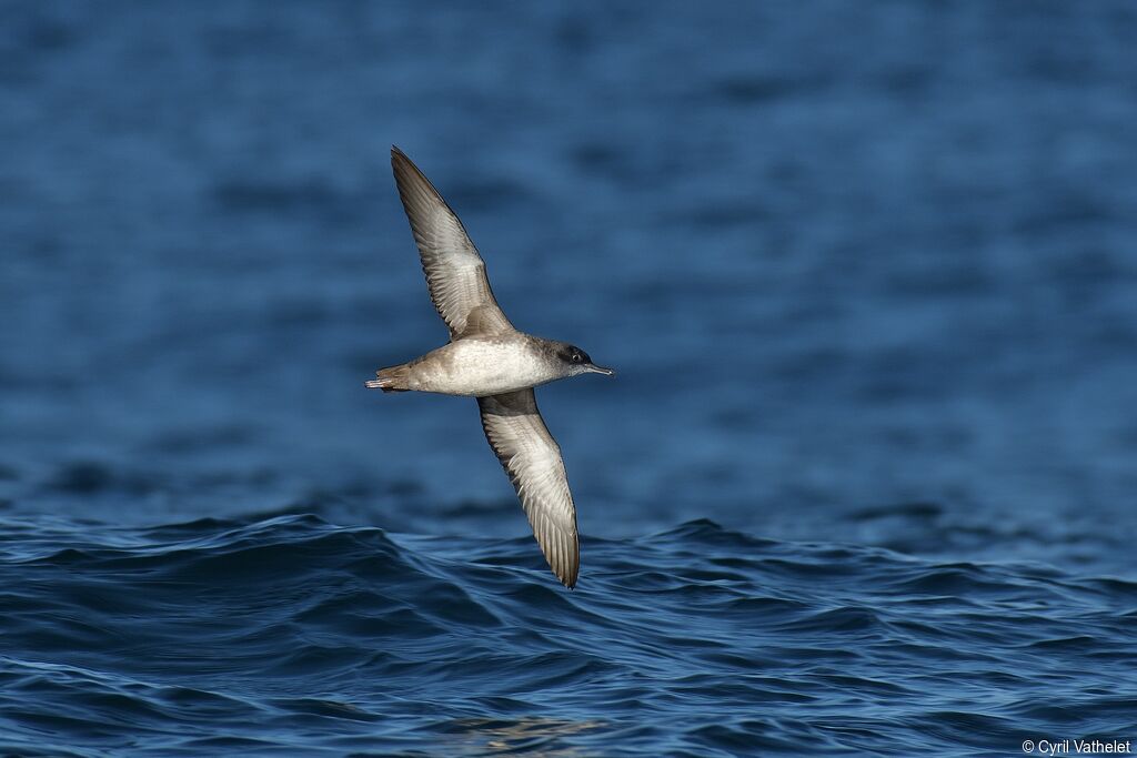 Balearic Shearwater