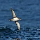 Puffin des Baléares