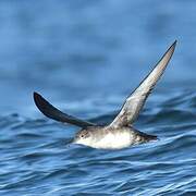 Balearic Shearwater