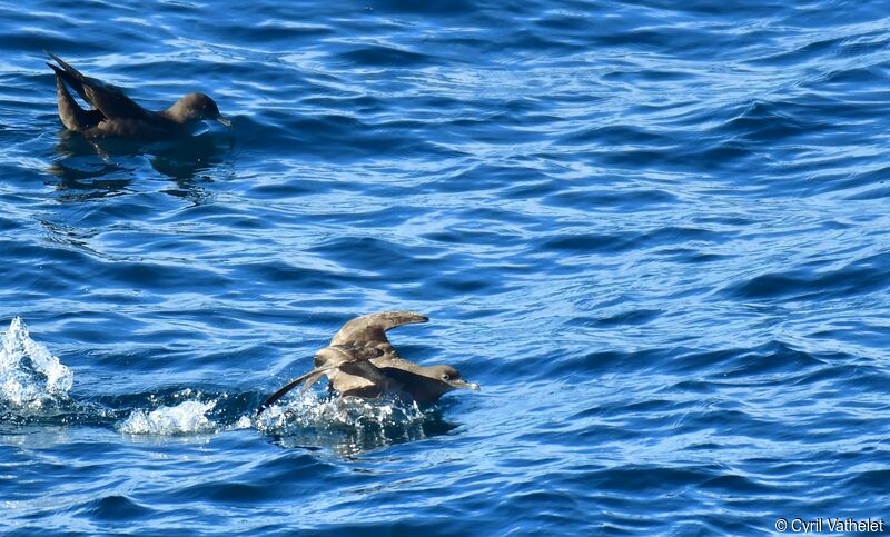 Sooty Shearwater, identification, swimming