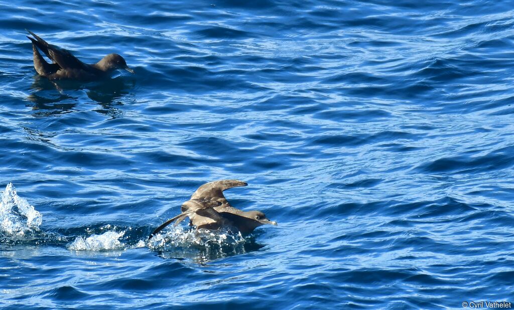 Puffin fuligineux, identification, nage