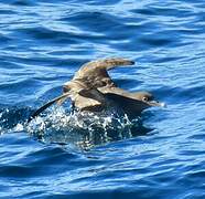 Sooty Shearwater