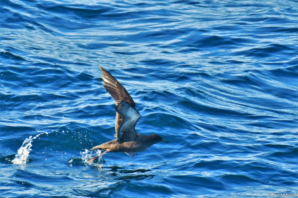 Puffin fuligineux, Vol