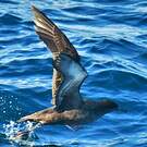Puffin fuligineux