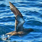 Sooty Shearwater