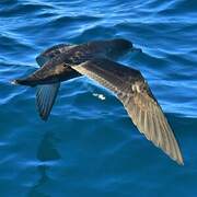 Sooty Shearwater