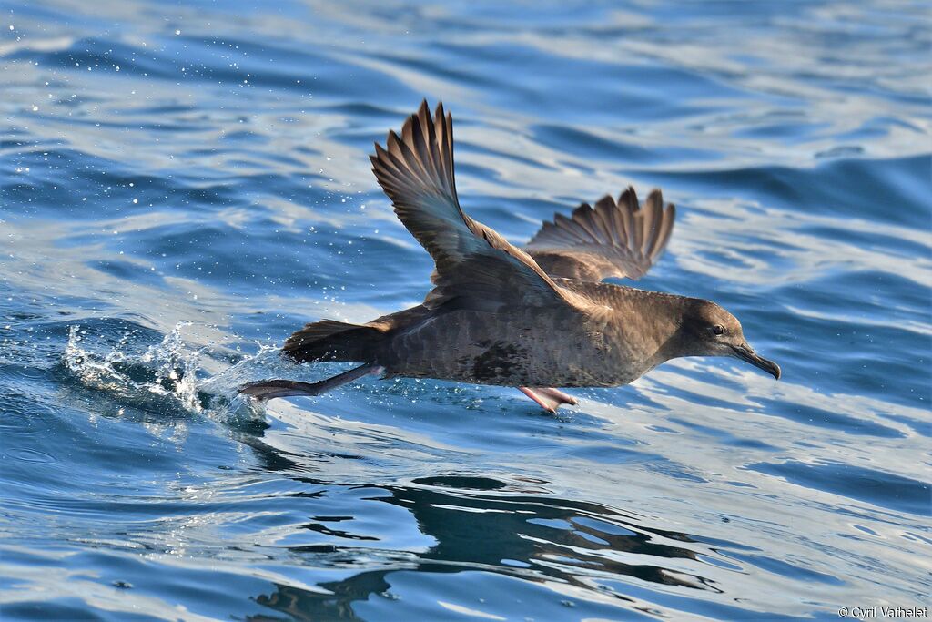 Puffin fuligineux, Vol