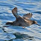 Puffin fuligineux