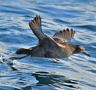 Sooty Shearwater