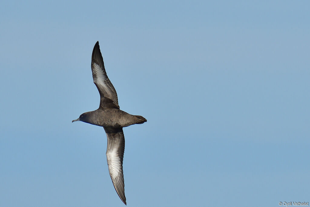 Sooty Shearwater