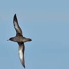 Puffin fuligineux