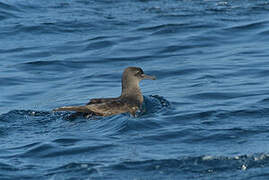 Sooty Shearwater