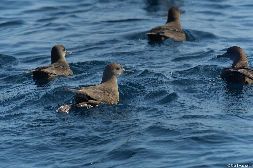 Sooty Shearwater, habitat, aspect, pigmentation, swimming