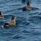Puffin fuligineux