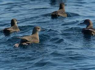 Puffin fuligineux